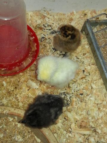 Poussins Nègre de Soie