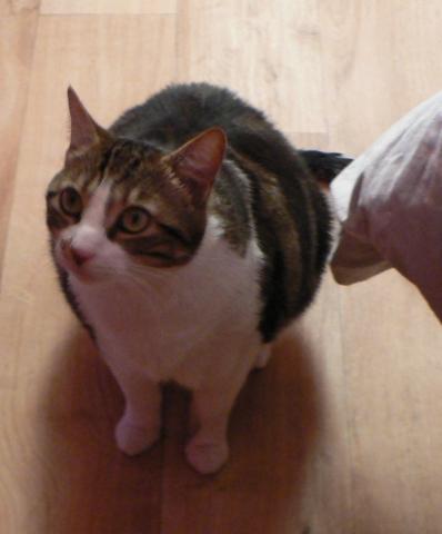 Garde d'animaux à domicile