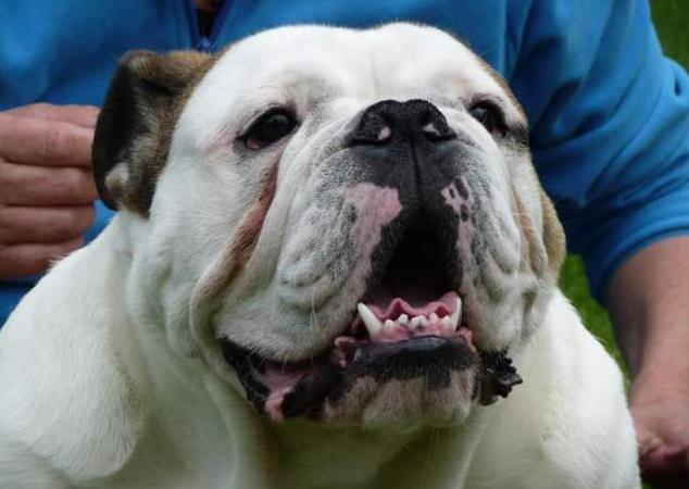 Bulldog Anglais pour saillie