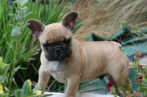 Chiot bouledogue français mâle fauve LOF