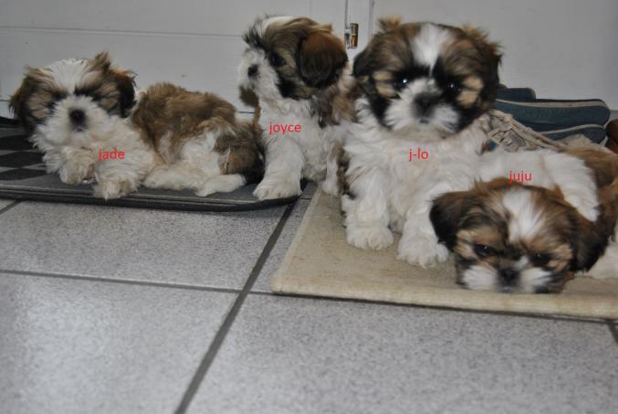 Chiots type shih tzu