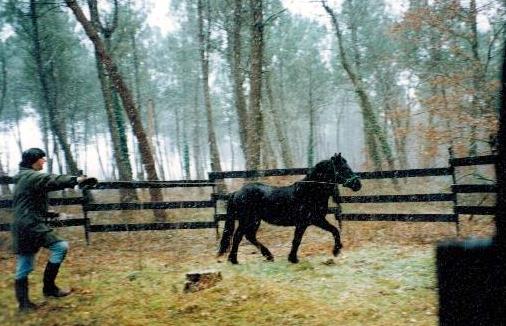 Pension pour chevaux