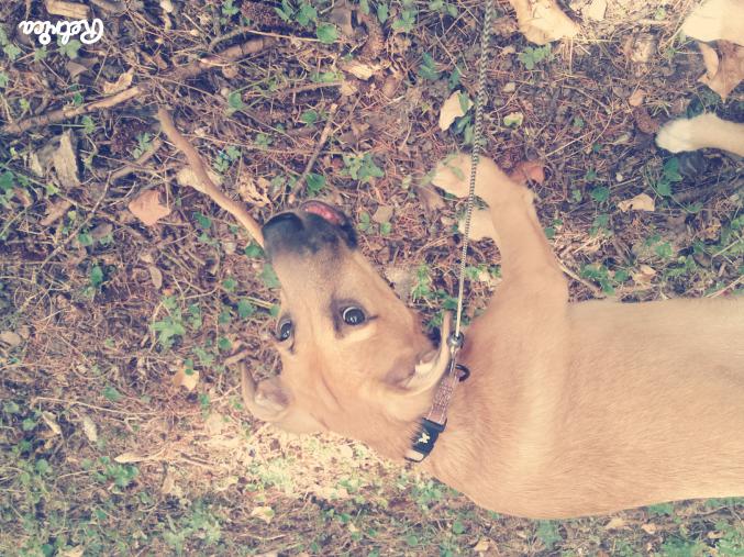 Donne petite chienne contre bon soin 