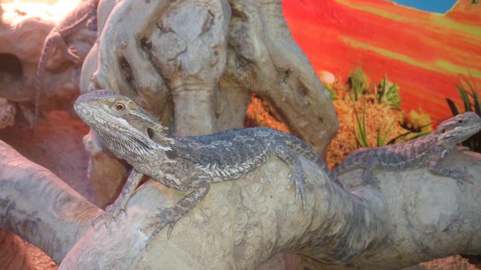 Pogona Vitticeps FEMELLE