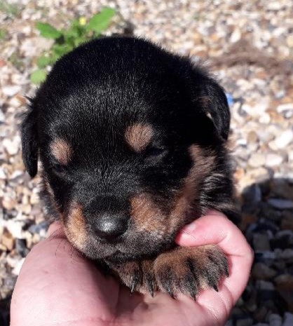 Chiots type Rottweiler