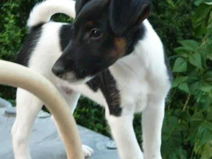 A vendre Chiot Fox terrier
