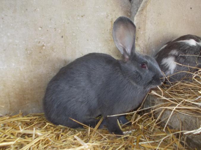Lapins fermier