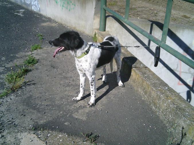 Cède épagneul français femelle