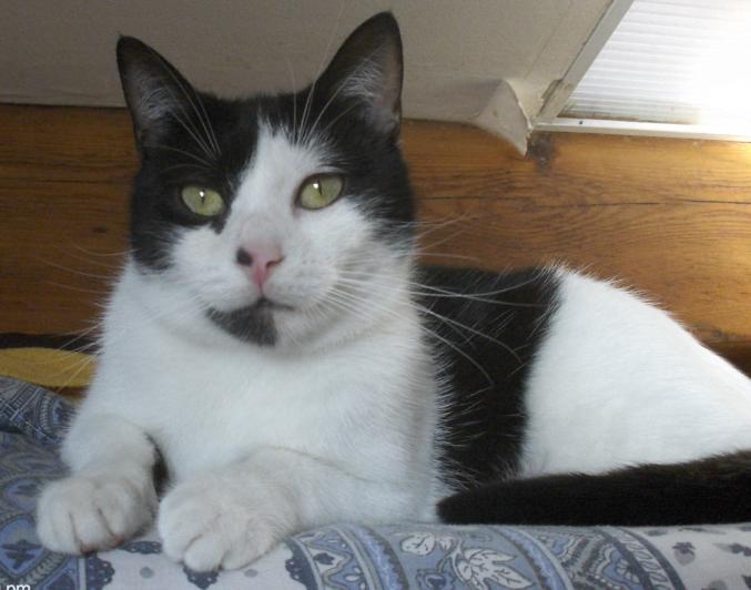 Chatte à adopter 13004