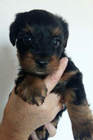 CHIOTS CROISE YORKSHIRE - CANICHE
