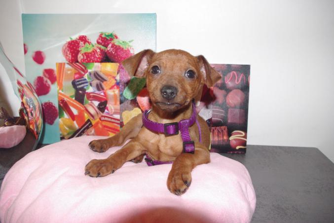 Pinscher nain 2 mois