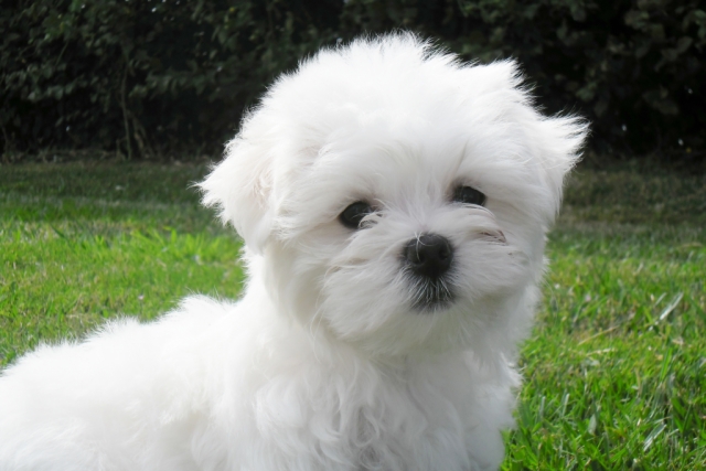 Chiots de type  bichon maltais non lof 