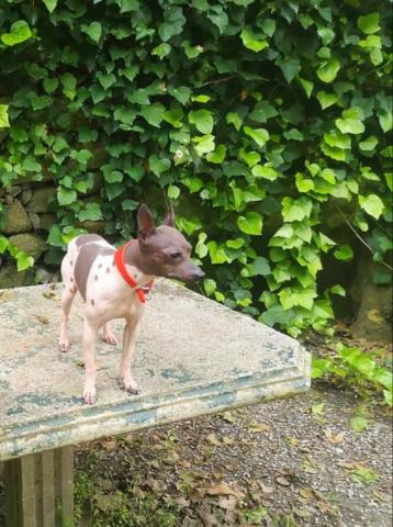 Magnifique américain hairless terrier