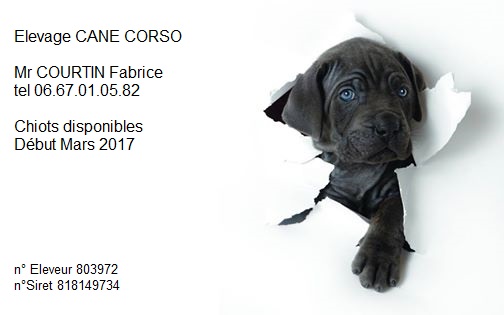 Chiots CANE CORSO Non LOF