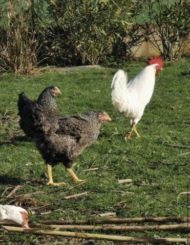 Vend poules pondeuses