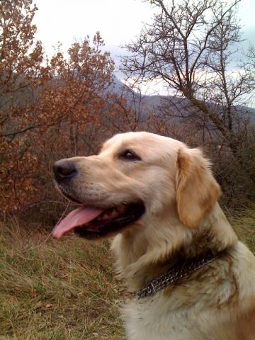 Chiots golden retriever LOF