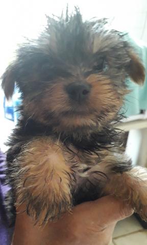 Chiot Yorskhire