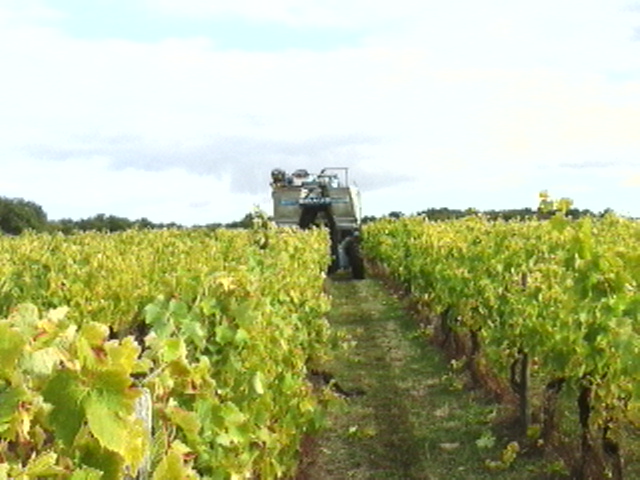 Vend vignoble cause santé
