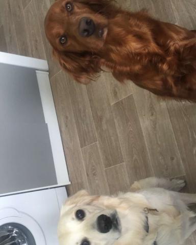 Je garde vos animaux