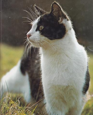 574 LOT DE CINQ LIVRES SUR LES C H A T S +3 revues + 60 fiches atlas