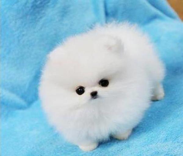 Magnifique Chiots Spitz /POMERANIEN