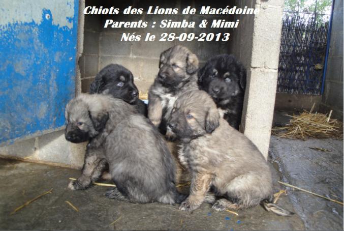 Chien de garde berger yougoslave