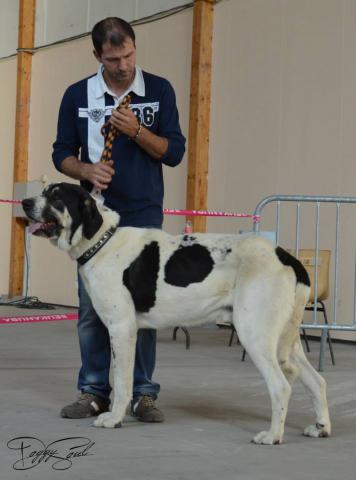 2 Chiots GADO TRANSMONTANO avec pédigré