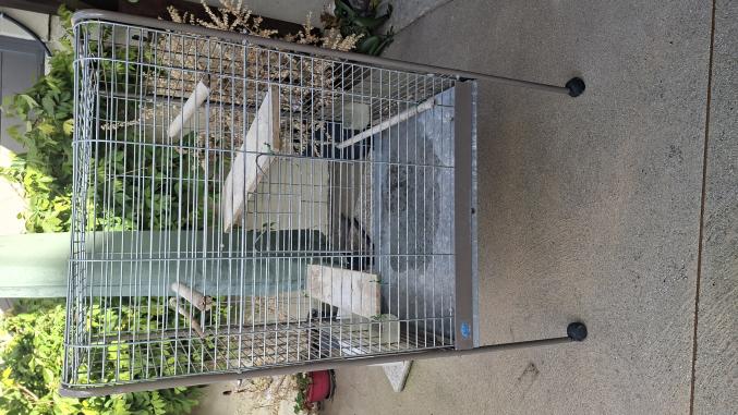 Cage perroquet