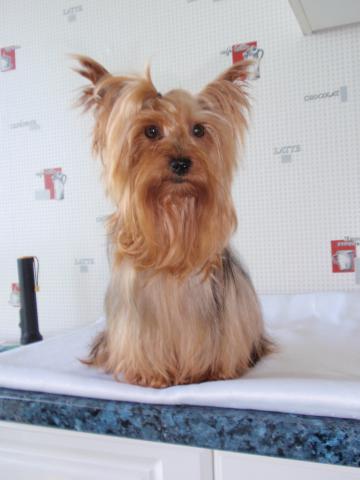 3 chiots mâles yorkshire