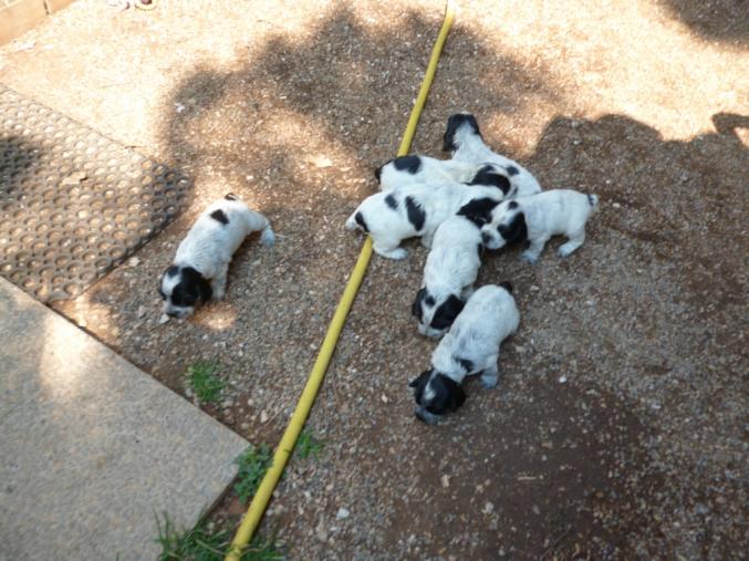 CHIOTS COCKER ANGLAIS