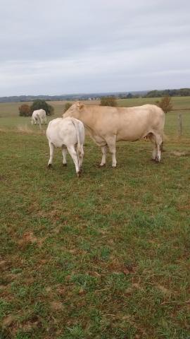 TAUREAU BLOND DAQUITAINE