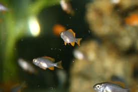 Copadichromis borleyi