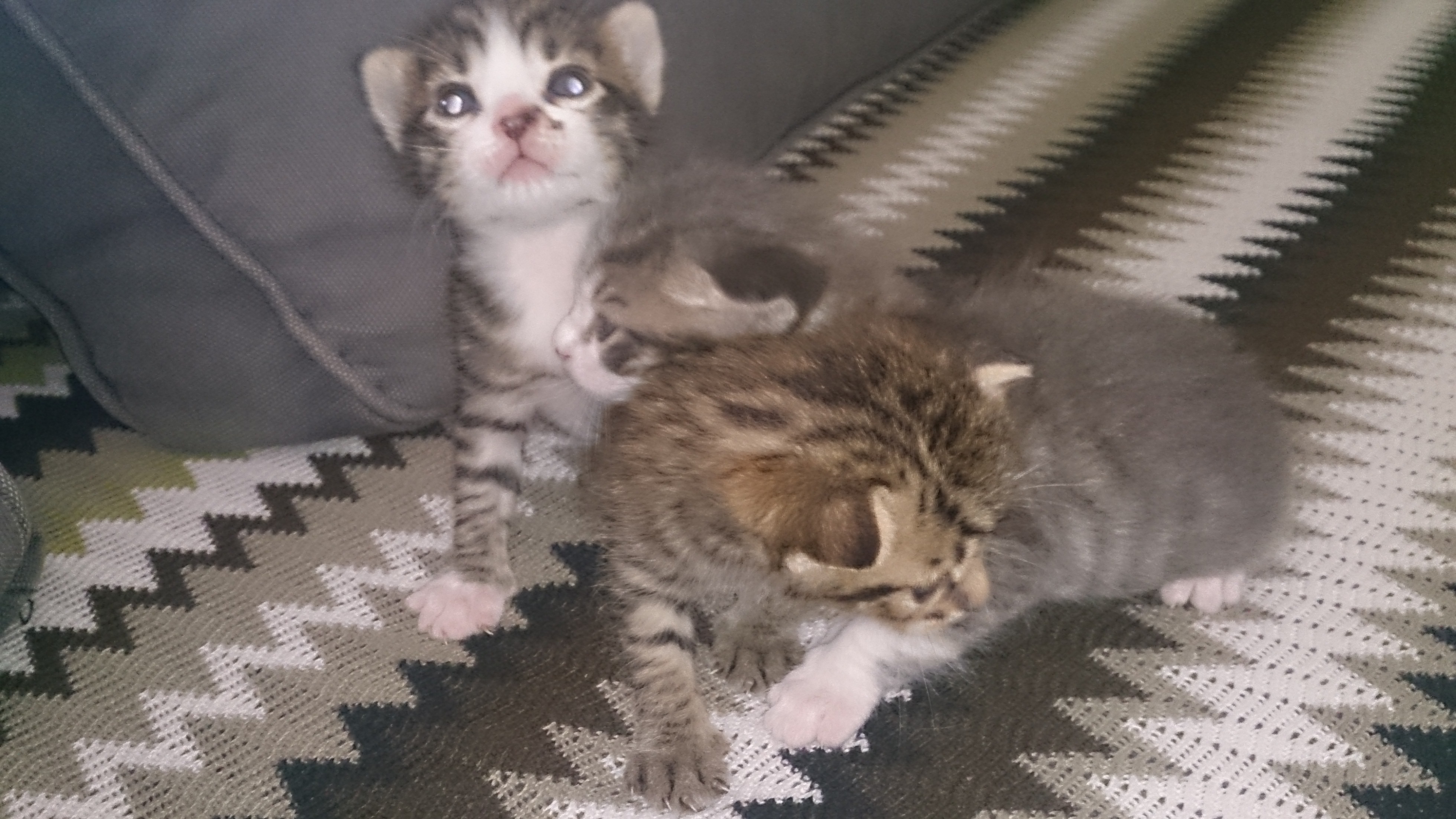 Adorables chatons tigrés