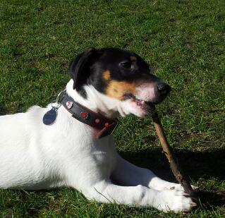 Jack russel pour saillie