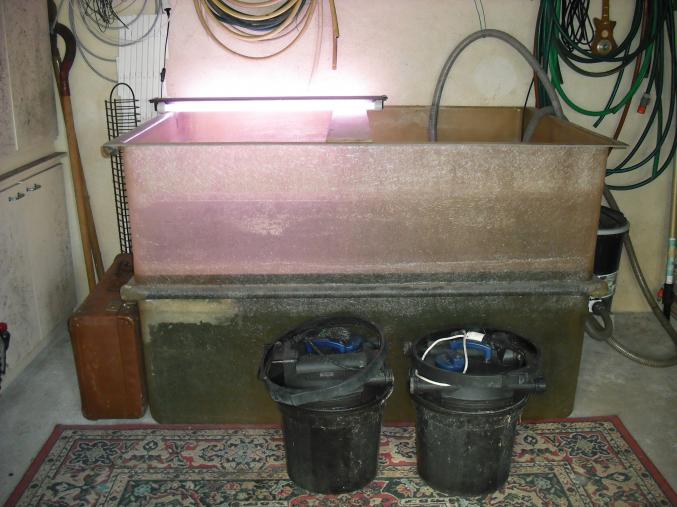 Poissons et accessoires