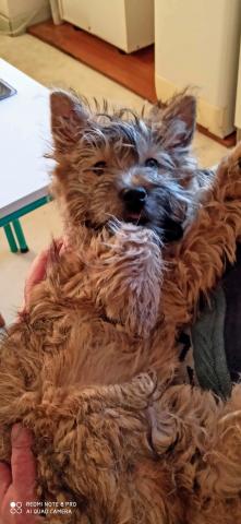 CHIOT CAIRN TERRIER