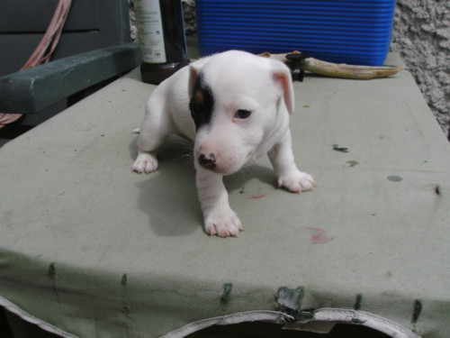 Don magnifique chiot mâle Jack Russell