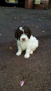 Chiots Lagotto Romagnolo