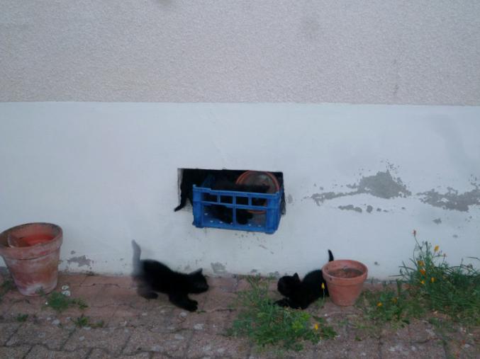 Chatons quasi sevrés