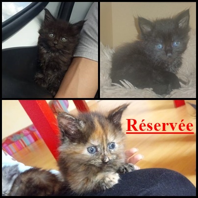 Chatons Maine Coon LOOF