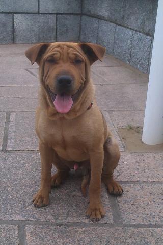 BABY SITTING ANIMAUX COMPAGNIES