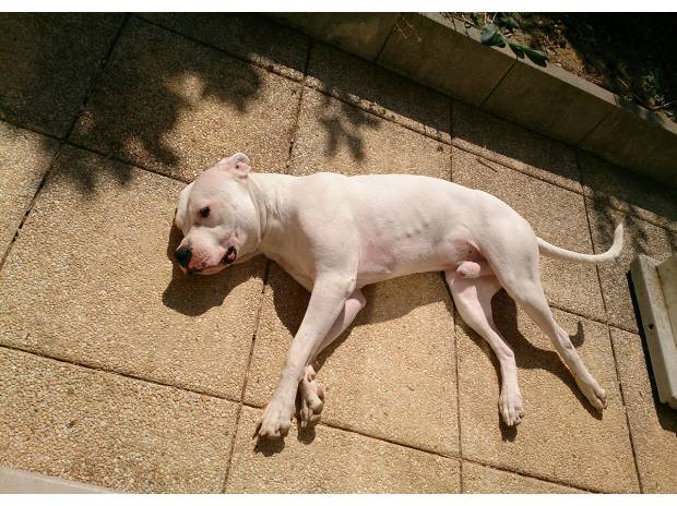 Chiots type Dogue Argentin