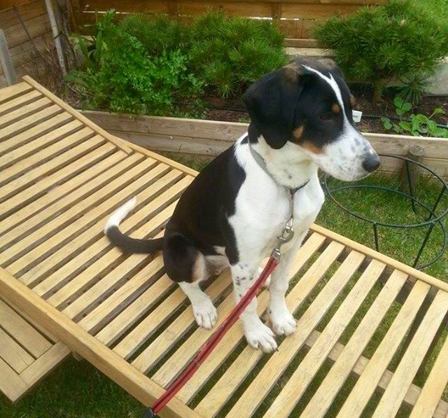 Indy recherchée / récompense 