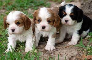 Chiots cavaliers king charles à reserver 