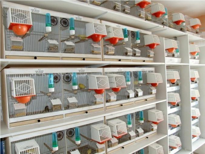 Canaris de chant harz