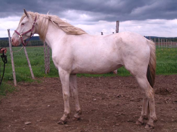 Superbe jument Appaloosa à donner
