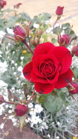 Cherche chalet d occasion à démontrer