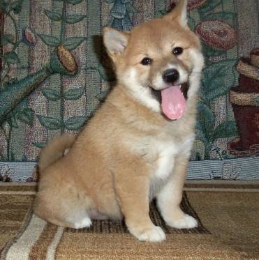 Adorables chiots shiba-inu lof