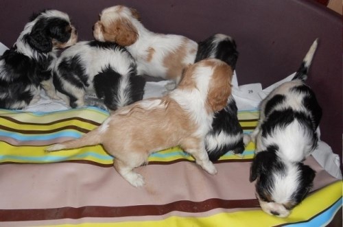 Chiots de race cavalier king charles LOF