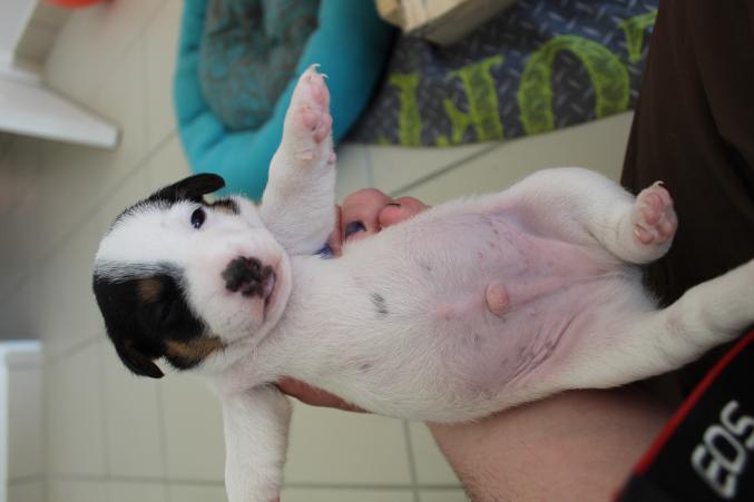 Chiot Type Jack Russell